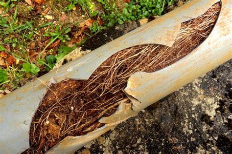 tree roots in distribution box|Protect Your Drain Field from Tree Roots .